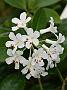 Rhodo lochiae1
